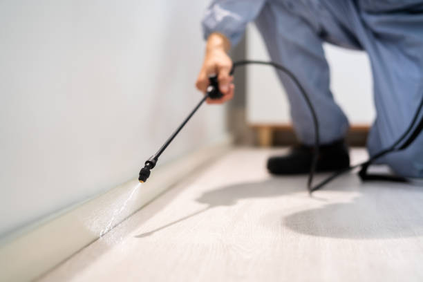 Licensed Wasp Removal service in Pleasant Hill, TX - Show Me Pest Control